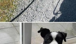 狗子今日爆料最新消息,最新热点事件深度解析